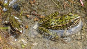 Leopard Frog