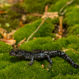 Blue Salamander