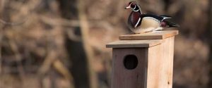 Wood Duck Nest Box Media
