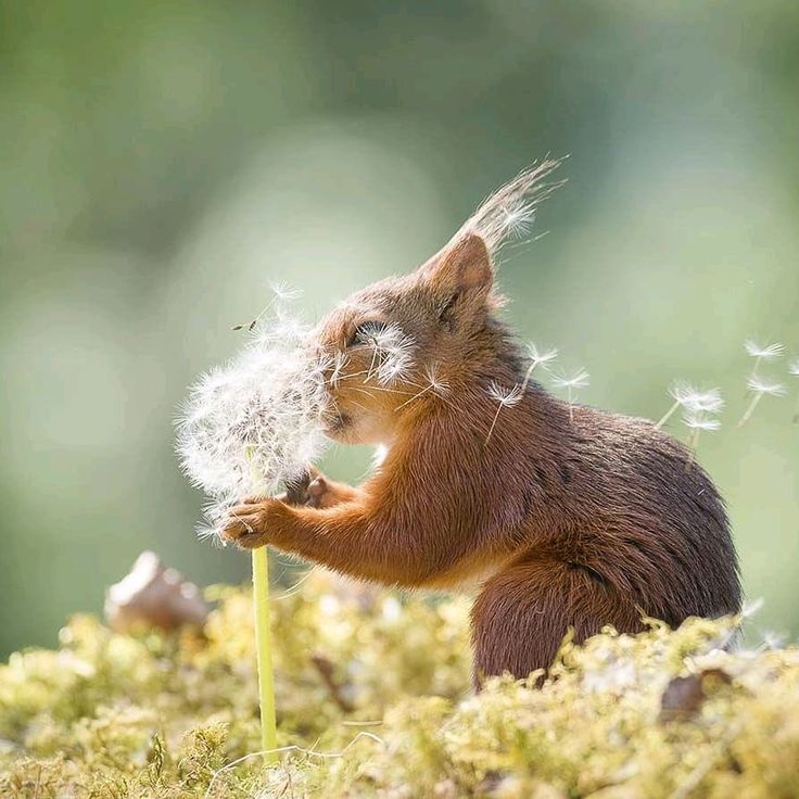 Wildlife Photography Squirrel