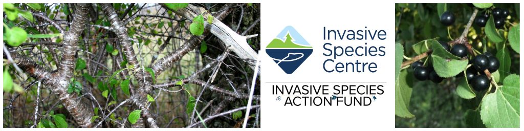 Invasive Species Buckthorn Banner