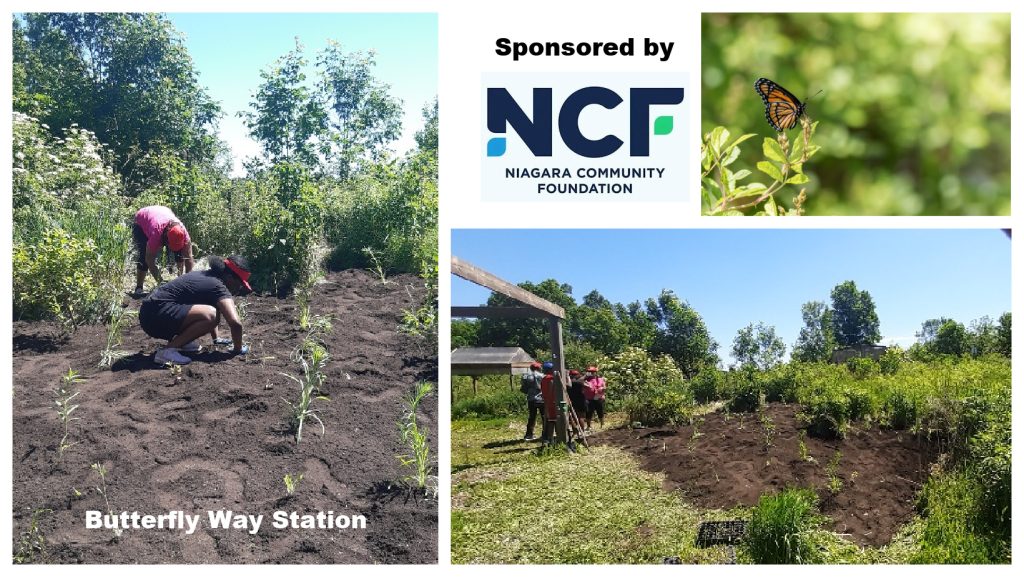 Ncf Butterfly Way Station Collage