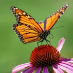 Environmental Initiatives