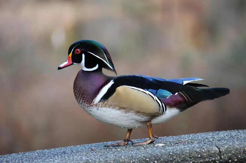 Wood duck 6956019 1280