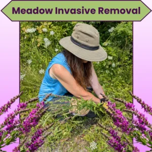 Meadow invasives