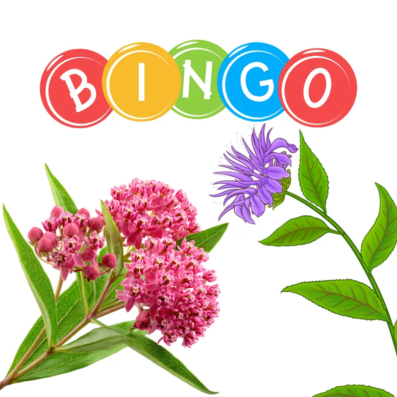 Native plant bingo