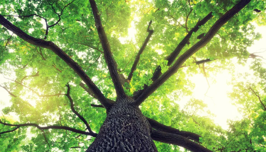 Oak tree