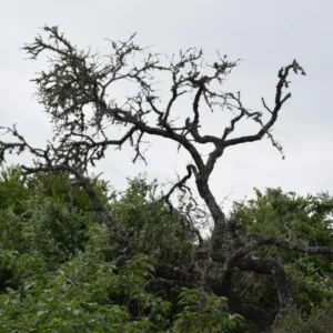 Oak wilt