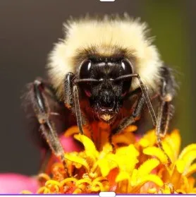 Bee