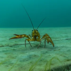Crayfish