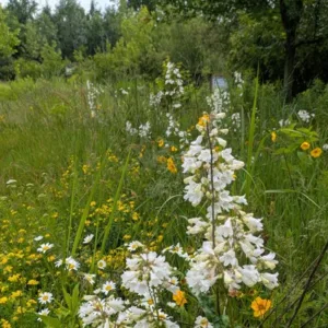 Meadow flowers square