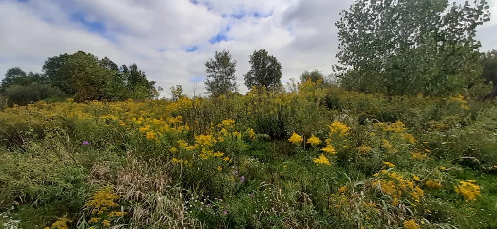 Meadow with goldenrod