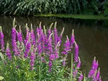 Purple loosestrife