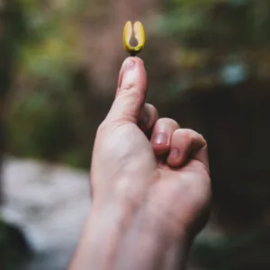 Seed collection
