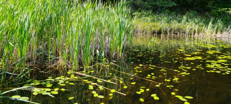 Wetland with cattails